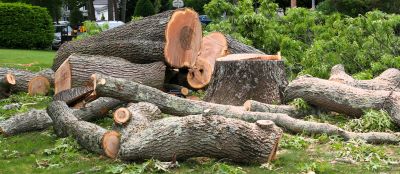 Tree Debris Cleanup