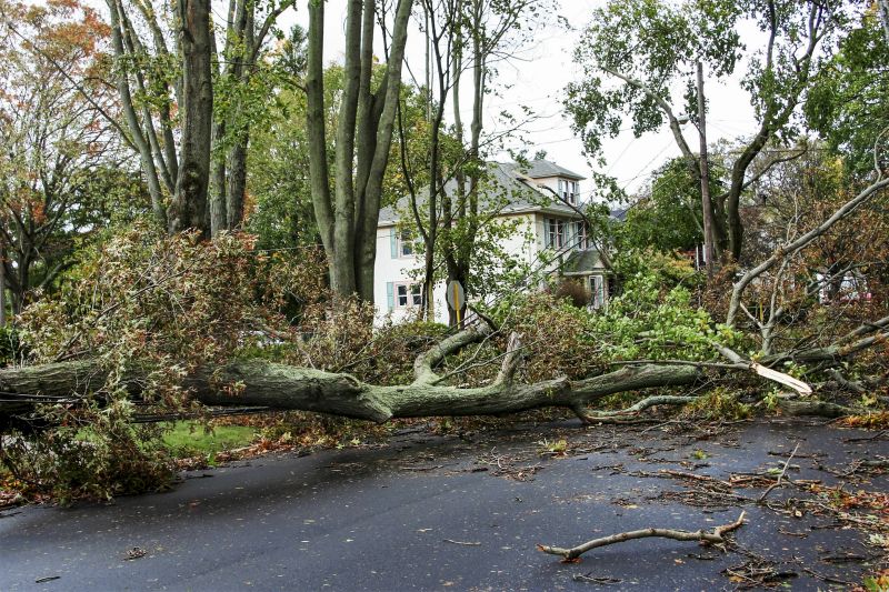 Tree on Roadway