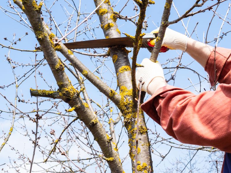 Assessing Tree Health
