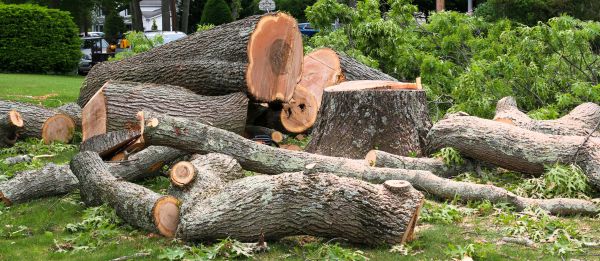Large Tree Removal in Des Moines