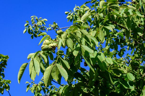 Cost of Walnut Tree Removal in Des Moines