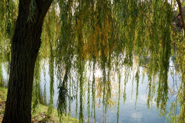 Cost of Willow Tree Removal in Des Moines