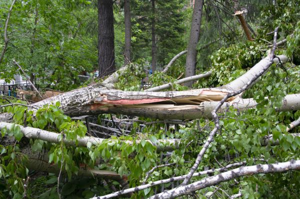 Birch Tree Removal in Des Moines