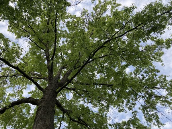 Cost of Oak Tree Removal in Des Moines
