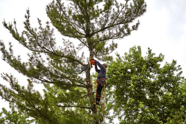 Cost of Pine Tree Removal in Des Moines