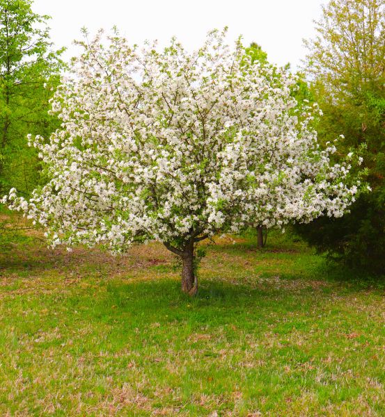 Dogwood Tree Removal in Des Moines
