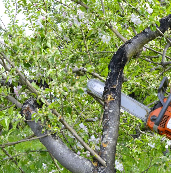 Apple Tree Removal in Des Moines