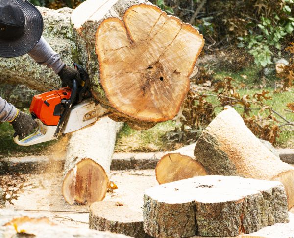 Tree Removal Service in Des Moines