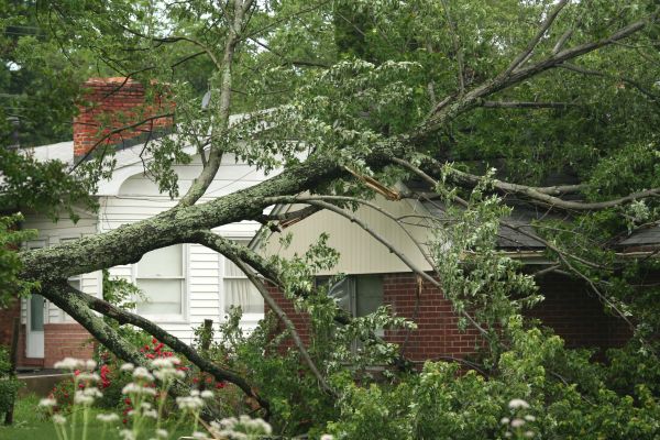 Emergency Tree Removal in Des Moines